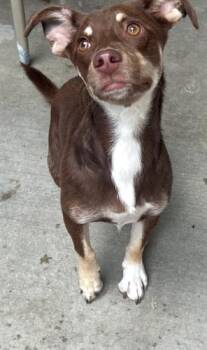 Peaches -  Chihuahua and Border Collie Dog for Adoption in Jackson, Louisiana - Peaches | PetCurious
