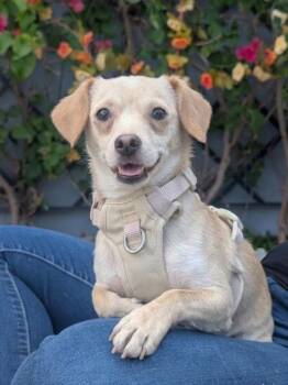 Lulu -  Chiweenie Dog for Adoption in Los Angeles, California - Lulu | PetCurious