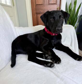Sausage -  Black Labrador Retriever Dog for Adoption in Grand Rapids, Michigan - Sausage | PetCurious