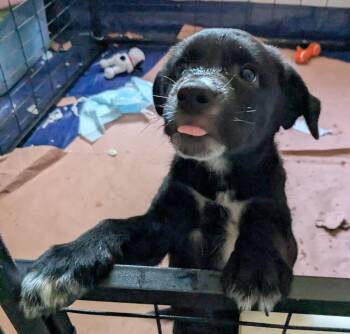 DAISY -  Retriever and Labrador Retriever Dog for Adoption in Broomfield, Colorado - DAISY | PetCurious