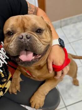 Bulldog Dogs Available for Adoption in Las Vegas, Nevada - Travis  | PetCurious