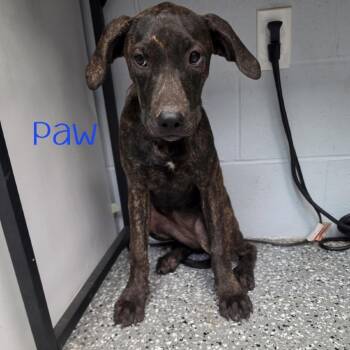 Paw -  Hound and Mixed Breed Dog for Adoption in Waynesboro, Pennsylvania - Paw | PetCurious