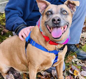 Rescue Boxer Dogs for Adoption in Palmyra, Virginia - Lucie | PetCurious