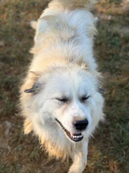 Great Pyrenees Dogs Available for Adoption - Apollo | PetCurious