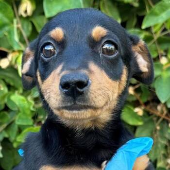Miniature Pinscher and Chihuahua Dogs Available for Adoption in Walnut Creek, California - Grodd | PetCurious