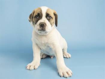 Pit Bull Terrier Dogs Available for Adoption in Phoenix, Arizona - BROOKS | PetCurious