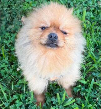 Baker -  Pomeranian Dog for Adoption in Anniston, Alabama - Baker | PetCurious