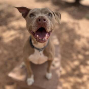 Pancake -  Pit Bull Terrier Dog for Adoption in Kanab, Utah - Pancake | PetCurious