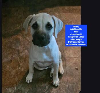 Bailey -  Labrador Retriever and Shepherd Dog for Adoption in Oviedo, Florida - Bailey | PetCurious