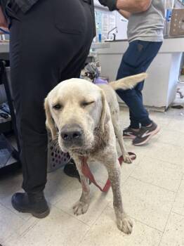 Labrador Retriever Dogs Available for Adoption in Stockton, California - LUCKY | PetCurious