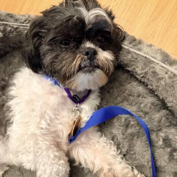 Chewie -  Shih Tzu Dog for Adoption - Chewie | PetCurious