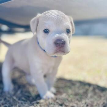 Boxer and Shepherd Dogs Available for Adoption - Casper | PetCurious
