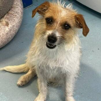 Jackie Russell -  Mixed Breed Dog for Adoption in Poplar Bluff, Missouri - Jackie Russell | PetCurious