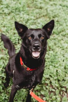 Rescue Mixed Breed Dogs for Adoption in Mount Royal, Quebec - Bryn | PetCurious