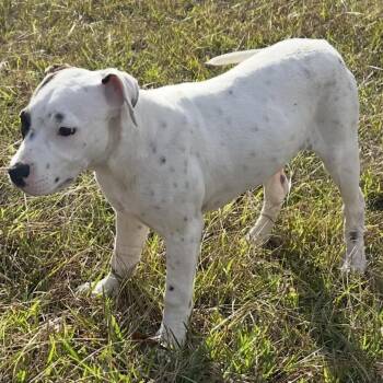 Labrador Retriever and Pit Bull Terrier Dogs Available for Adoption - Freckles 2 | PetCurious