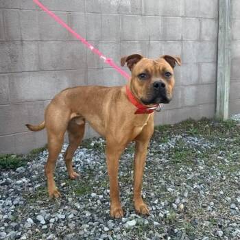 Mixed Breed Dogs Available for Adoption - Chapo | PetCurious