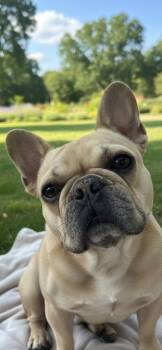 French Bulldog Dogs Available for Adoption in Hawthorne, California - Tater | PetCurious