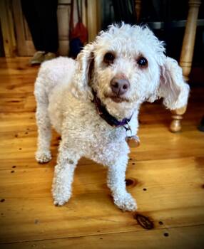 Miniature Poodle Dogs Available for Adoption in Chelmsford, Massachusetts - Lucy Evonne  | PetCurious