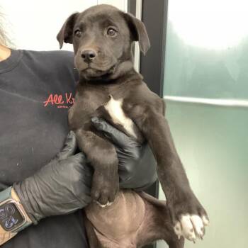 Black Labrador Retriever and Mixed Breed Dogs Available for Adoption - Dallas | PetCurious