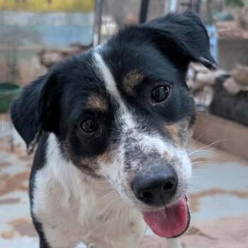 Ava (20260915-05) -  Border Collie and Mixed Breed Dog for Adoption in Niagara Falls, Ontario - Ava (20260915-05) | PetCurious