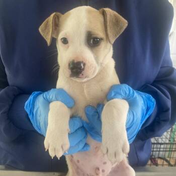 Mixed Breed Dogs Available for Adoption in Chapel Hill, North Carolina - Stevie | PetCurious
