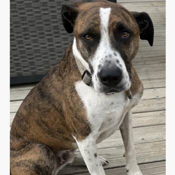 Rescue Terrier and German Shepherd Dog Dogs for Adoption in Normal, Illinois - Beans | PetCurious