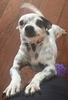 Beanie Baby -  Mixed Breed Dog for Adoption in Fairfax, Virginia - Beanie Baby | PetCurious
