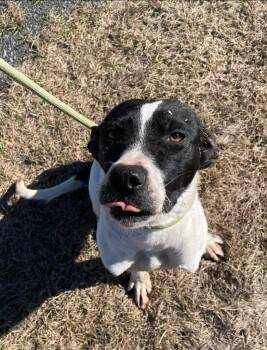 Terrier Dogs Available for Adoption - Madeline | PetCurious