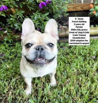 R - Rosie -  French Bulldog Dog for Adoption in Oviedo, Florida - R - Rosie | PetCurious