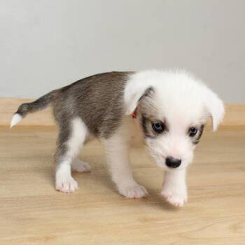 Logan D69902 -  Terrier and Siberian Husky Dog for Adoption in Minnetonka, Minnesota - Logan D69902 | PetCurious
