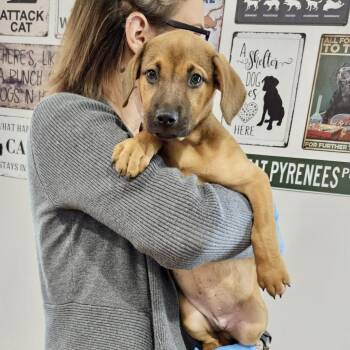 Portia -  Rottweiler and Shepherd Dog for Adoption in Livingston, Texas - Portia | PetCurious