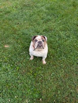 Beatrice -  English Bulldog and Mixed Breed Dog for Adoption in Bloomsburg, Pennsylvania - Beatrice | PetCurious