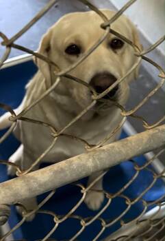 Yellow Labrador Retriever Dogs Available for Adoption in Las Vegas, Nevada - Arlo | PetCurious