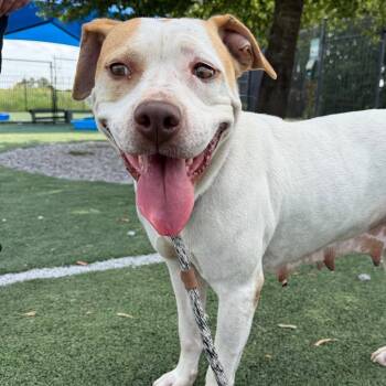 Gale -  Mixed Breed Dog for Adoption in Memphis, Tennessee - Gale | PetCurious