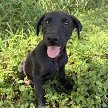 Remi -  Labrador Retriever Dog for Adoption in Harlingen, Texas - Remi | PetCurious