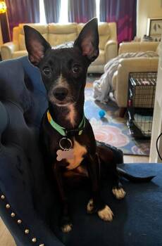 Pebble -  Chihuahua Dog for Adoption in New Bern, North Carolina - Pebble | PetCurious