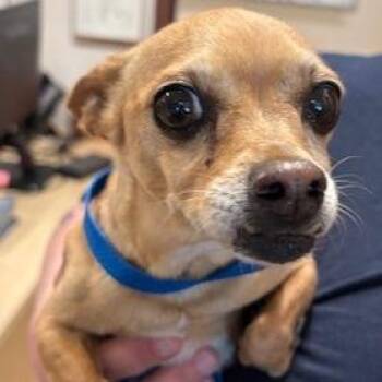 Senor -  Chihuahua Dog for Adoption in Reno, Nevada - Senor | PetCurious