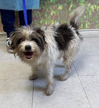 Terrier and Mixed Breed Dogs Available for Adoption in San Antonio, Texas - Bongo | PetCurious