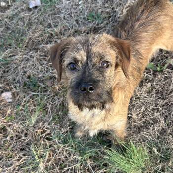 Border Terrier and Goldendoodle Dogs Available for Adoption - Groot | PetCurious