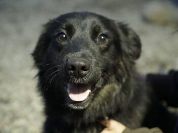 Charlotte -  German Shepherd Dog and Collie Dog for Adoption in Republic, Washington - Charlotte | PetCurious