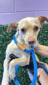 Chihuahua and Mixed Breed Dogs Available for Adoption in El Paso, Texas - 60975105 | PetCurious