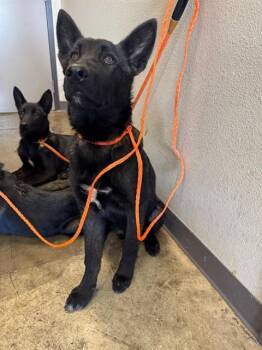 German Shepherd Dog Dogs Available for Adoption in Ontario, California - OBSIDIAN | PetCurious