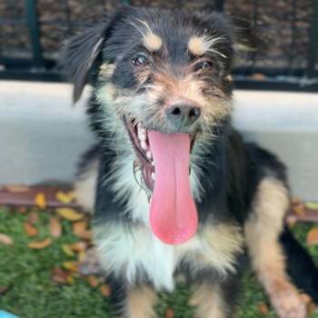 Charlise (Charlie) -  Terrier Dog for Adoption in Colorado Springs, Colorado - Charlise (Charlie) | PetCurious