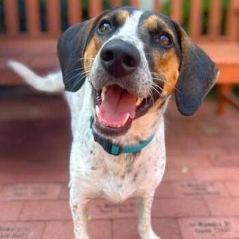 Rescue Basset Hound Dogs for Adoption in Quincy, Illinois - Snoopy | PetCurious