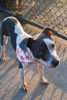 Pit Bull Terrier and Mixed Breed Dogs Available for Adoption - SLIDE | PetCurious