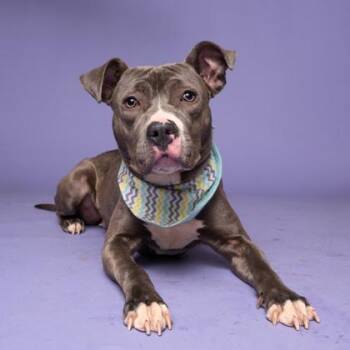 Venue -  Mixed Breed Dog for Adoption in Atlanta, Georgia - Venue | PetCurious