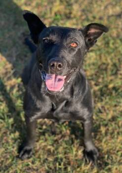 Serafina -  Black Labrador Retriever Dog for Adoption in Wetaskiwin, Alberta - Serafina | PetCurious