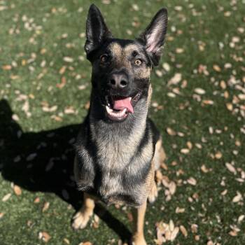 Belgian Shepherd Malinois and Mixed Breed Dogs Available for Adoption - Drexel | PetCurious