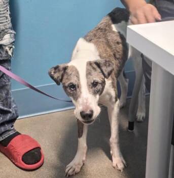 Australian Cattle Dog Blue Heeler and Mixed Breed Dogs Available for Adoption - LEILA | PetCurious