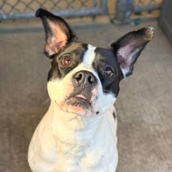 Snack Pack -  Mixed Breed Dog for Adoption in Wheeling, Illinois - Snack Pack | PetCurious